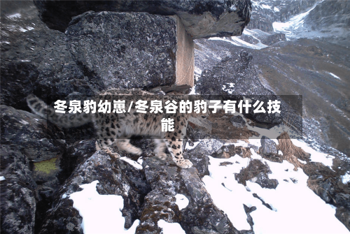 冬泉豹幼崽/冬泉谷的豹子有什么技能