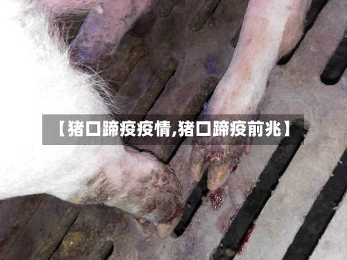 【猪口蹄疫疫情,猪口蹄疫前兆】