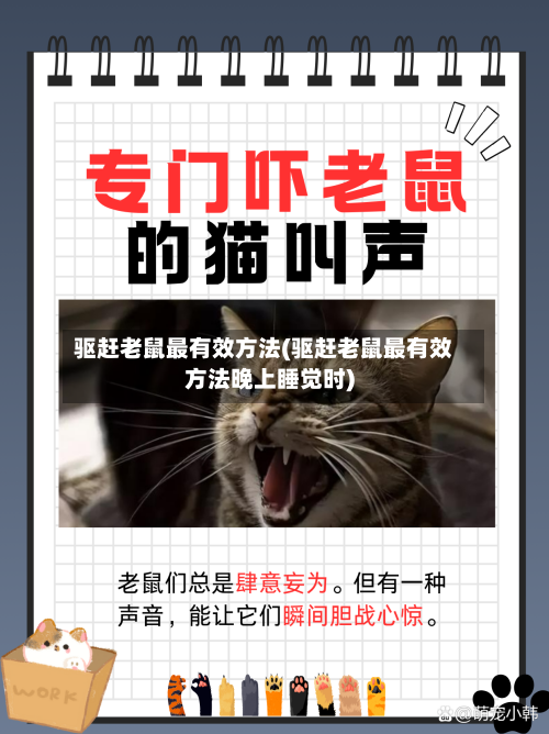驱赶老鼠最有效方法(驱赶老鼠最有效方法晚上睡觉时)-第3张图片