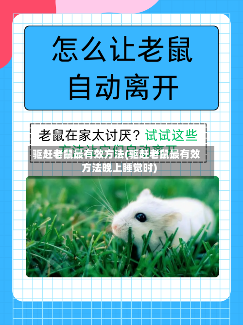 驱赶老鼠最有效方法(驱赶老鼠最有效方法晚上睡觉时)-第2张图片